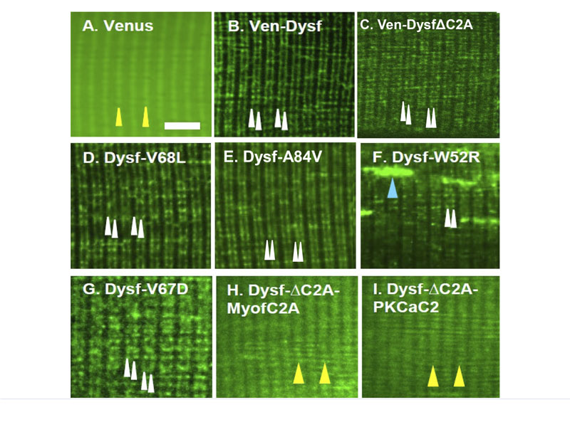 3 by 3 grid images of various gene therapy